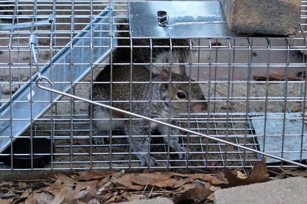Trapping Animals Using Hav-a-Hart cages